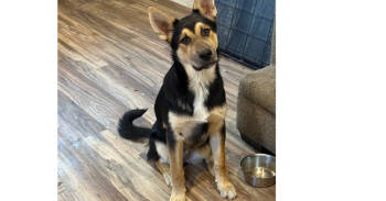 Rescue Shepherd Dogs for Adoption in Redlands, California - Joker | PetCurious