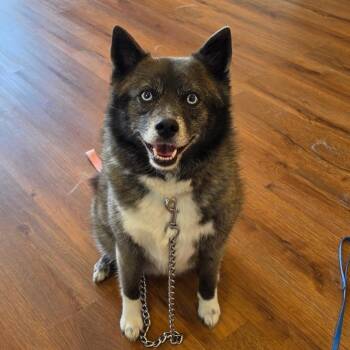 Jewels -  Pomeranian and Husky Dog for Adoption - Jewels | PetCurious