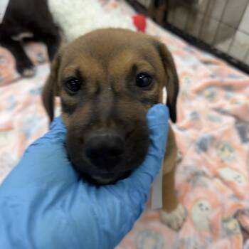 Frank Ocean -  Labrador Retriever Dog for Adoption in Birmingham, Alabama - Frank Ocean | PetCurious