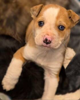 Affenpinscher and Mixed Breed Dogs Available for Adoption - Alpine | PetCurious