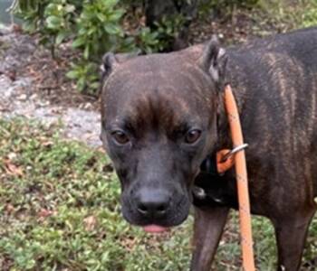 OXTAIL -  American Staffordshire Terrier Dog for Adoption in Fort Lauderdale, Florida - OXTAIL | PetCurious