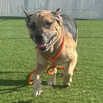 Evan -  Mixed Breed Dog for Adoption in Bristol, Indiana - Evan | PetCurious