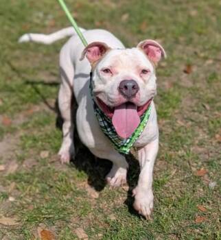American Bulldog Dogs Available for Adoption in Gulfport, Mississippi - Brisko | PetCurious