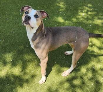 Lulu -  Labrador Retriever and Hound Dog for Adoption in Austin, Texas - Lulu | PetCurious