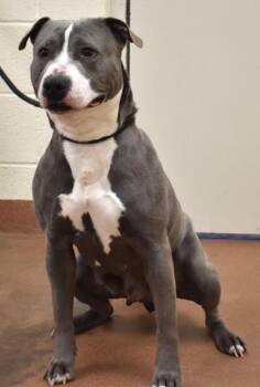 Pit Bull Terrier Dogs Available for Adoption in Spanish Fork, Utah - Nuve (93722) | PetCurious