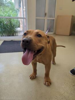 SANTIAGO -  Pit Bull Terrier Dog for Adoption in Hagerstown, Maryland - SANTIAGO | PetCurious
