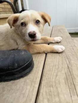 Mixed Breed Dogs Available for Adoption in Wyoming, Michigan - Zeus | PetCurious