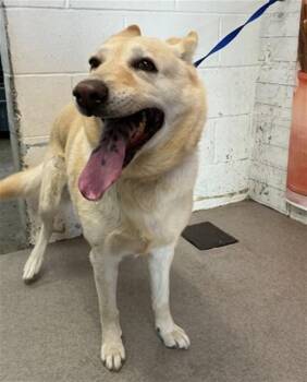 Labrador Retriever and Mixed Breed Dogs Available for Adoption in San Bernardino, California - GIGI | PetCurious