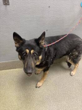 German Shepherd Dog and Mixed Breed Dogs Available for Adoption - CHIBI | PetCurious