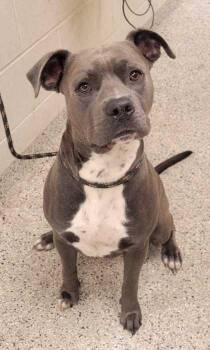 Crispin -  Pit Bull Terrier and Mixed Breed Dog for Adoption in Kansas City, Missouri - Crispin | PetCurious