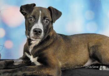 Rescue Feist Dogs for Adoption in Newland, North Carolina - Teddy | PetCurious