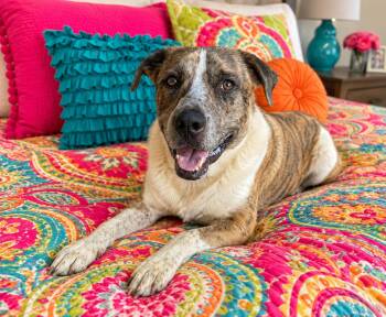Chance -  Catahoula Leopard Dog Dog for Adoption in Lavon, Texas - Chance | PetCurious