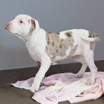 Pit Bull Terrier and Catahoula Leopard Dog Dogs Available for Adoption - Modelo | PetCurious