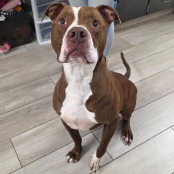 Pit Bull Terrier Dogs Available for Adoption in Chatham, Virginia - Tyrolite | PetCurious