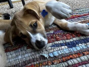 CINDERELLA -  Australian Shepherd and Labrador Retriever Dog Available for Adoption in Edgecliff Village, Texas - CINDERELLA | PetCurious