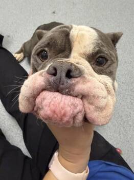 LITTLE BABY -  Pit Bull Terrier Dog for Adoption in Indianapolis, Indiana - LITTLE BABY | PetCurious