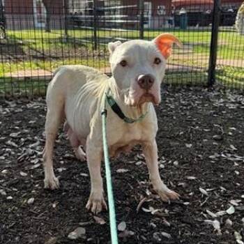 Rescue American Staffordshire Terrier Dogs for Adoption in Hagerstown, Maryland - Nova | PetCurious