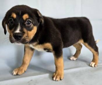Alice -  Australian Shepherd and Bernese Mountain Dog Dog for Adoption in Morton Grove, Illinois - Alice | PetCurious