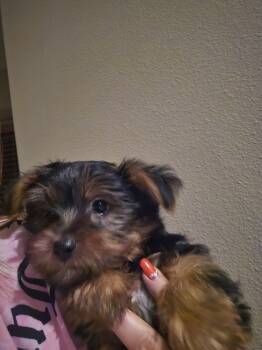 Luna -  Yorkshire Terrier Dog for Sale in Houston, Texas - Luna | PetCurious
