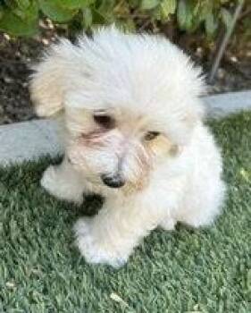 Opal -  Maltese and Poodle Dog for Adoption in Corona, California - Opal | PetCurious
