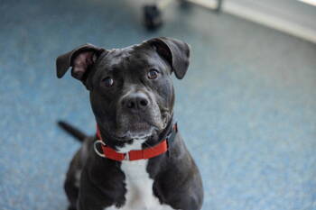 Rescue American Staffordshire Terrier and Terrier Dogs for Adoption in Sayreville, New Jersey - Bridget | PetCurious