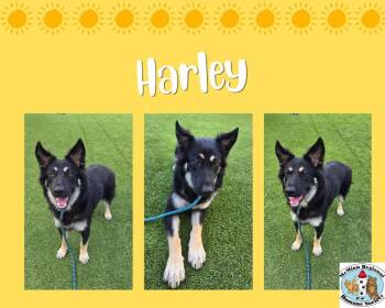 Harley -  Terrier Dog for Adoption in Athens, Tennessee - Harley | PetCurious