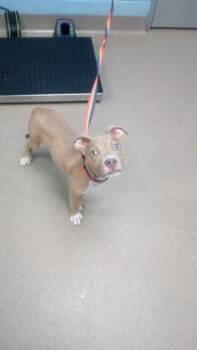 Tomatillo -  Mixed Breed Dog for Adoption in Chamblee, Georgia - Tomatillo | PetCurious