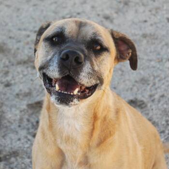Blue -  Shepherd and Retriever Dog for Adoption in Yucca Valley, California - Blue | PetCurious