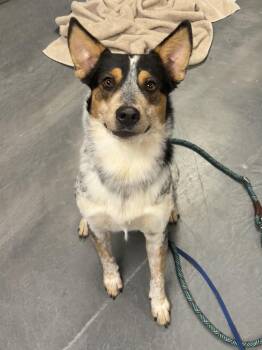 Radar -  Australian Cattle Dog Blue Heeler Dog for Adoption in Phoenix, Arizona - Radar | PetCurious