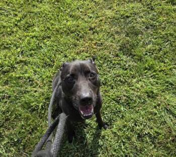 Rescue Mixed Breed Dogs for Adoption in Fallston, Maryland - Meeve | PetCurious