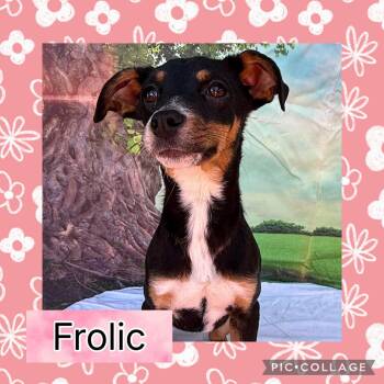 Beagle and Hound Dogs Available for Adoption - Frolic | PetCurious