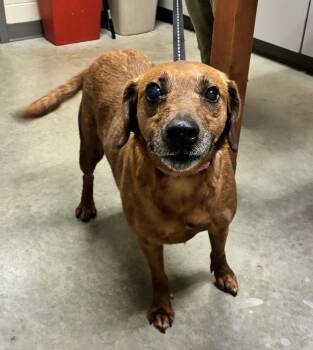 Ella -  Hound Dog for Adoption in Mason City, Iowa - Ella | PetCurious