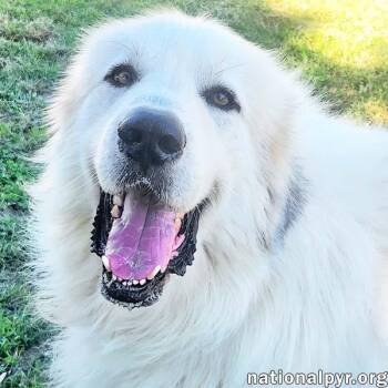 River in KY - Leans In For Love -  Great Pyrenees Dog for Adoption in Beacon, New York - River In KY - Leans In For Love | PetCurious