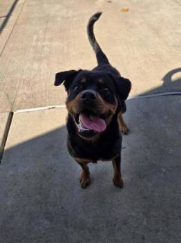 Roxy -  Rottweiler Dog for Adoption in Westland, Michigan - Roxy | PetCurious