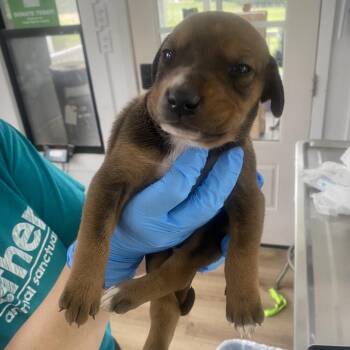Jasper -  Australian Cattle Dog Blue Heeler Dog for Adoption in Chapel Hill, North Carolina - Jasper | PetCurious