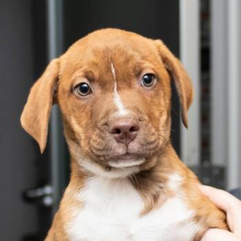 Mixed Breed Dogs Available for Adoption - Charlie | PetCurious