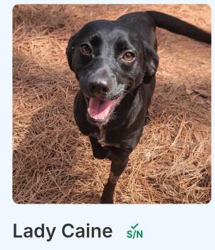 Lady Cain -  Black Labrador Retriever and Chihuahua Dog for Adoption in Cedarburg, Wisconsin - Lady Cain | PetCurious