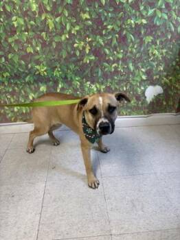 Labrador Retriever and Mixed Breed Dogs Available for Adoption - Cinnamon | PetCurious