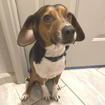 Copper -  Hound Dog for Adoption in Nashville, Tennessee - Copper | PetCurious
