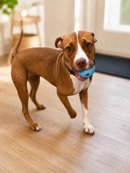 Zuri -  American Bulldog and Chocolate Labrador Retriever Dog for Adoption in Houston, Texas - Zuri | PetCurious