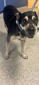 Rescue Boxer Dogs for Adoption in Doral, Florida - GUNTHER | PetCurious