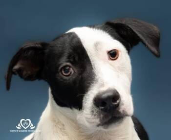 Rescue American Staffordshire Terrier Dogs for Adoption in Houston, Texas - Cruella | PetCurious
