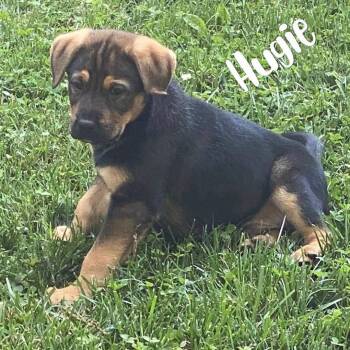 Hugie -  Shepherd and Labrador Retriever Dog for Adoption in Kannapolis, North Carolina - Hugie | PetCurious