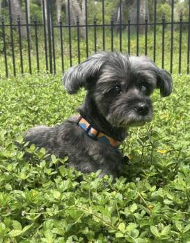 Pieta -  Miniature Poodle Dog for Adoption in Indianapolis, Indiana - Pieta | PetCurious