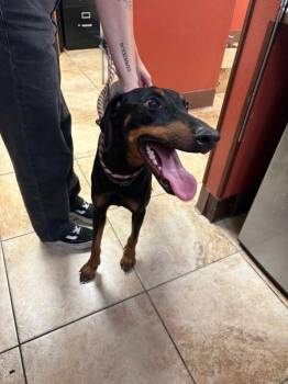 Amelia -  Mixed Breed Dog for Adoption in Cincinnati, Ohio - Amelia | PetCurious