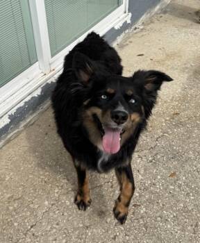 Willow - 3 year old Australian Shepherd with spunk -  Australian Shepherd Dog for Adoption in Los Angeles, California - Willow - 3 Year Old Australian Shepherd With Spunk | PetCurious