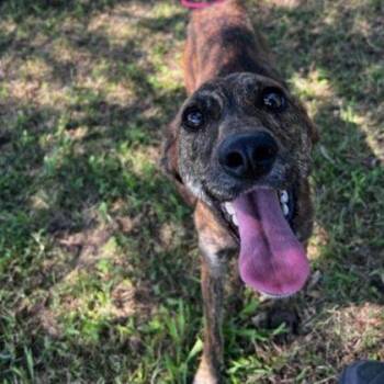 Turkey -  Mixed Breed Dog for Adoption in Westland, Michigan - Turkey | PetCurious