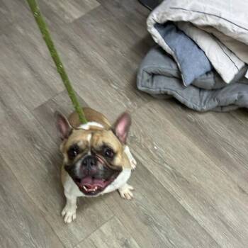 Sasha -  French Bulldog Dog for Adoption in Newark, New Jersey - Sasha | PetCurious