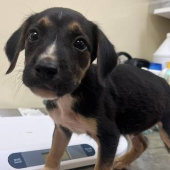 Dopey -  Mixed Breed Dog for Adoption in Madisonville, Tennessee - Dopey | PetCurious