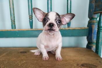 Sunny -  Boston Terrier and French Bulldog Dog for Adoption in San Antonio, Texas - Sunny | PetCurious